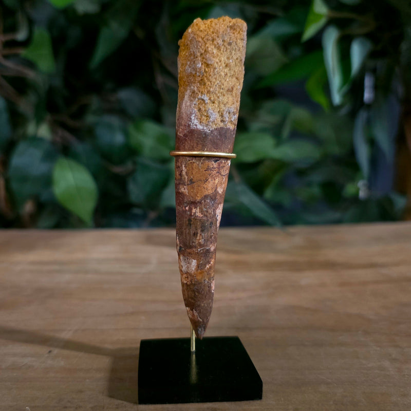 Spinosaurus Dinosaur Tooth XXL, H (4.25")