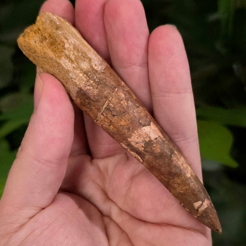 Spinosaurus Dinosaur Tooth XXL, H (4.25")