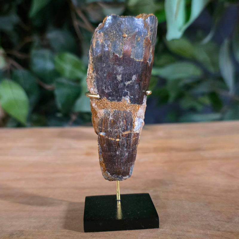 Spinosaurus Dinosaur Tooth XL, K (3.25")