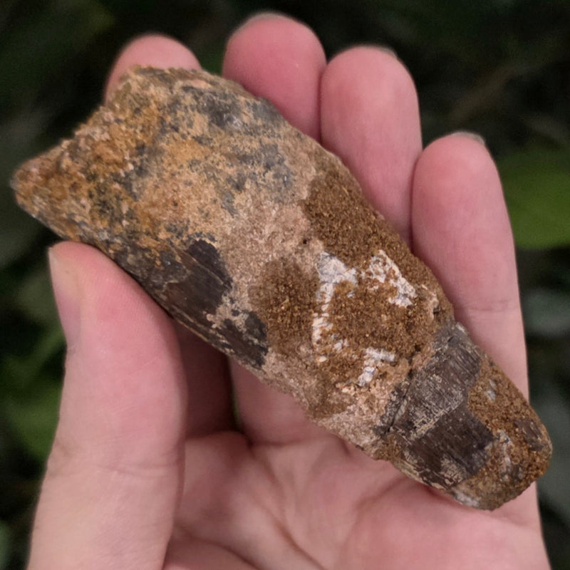 Spinosaurus Dinosaur Tooth XL, K (3.25")