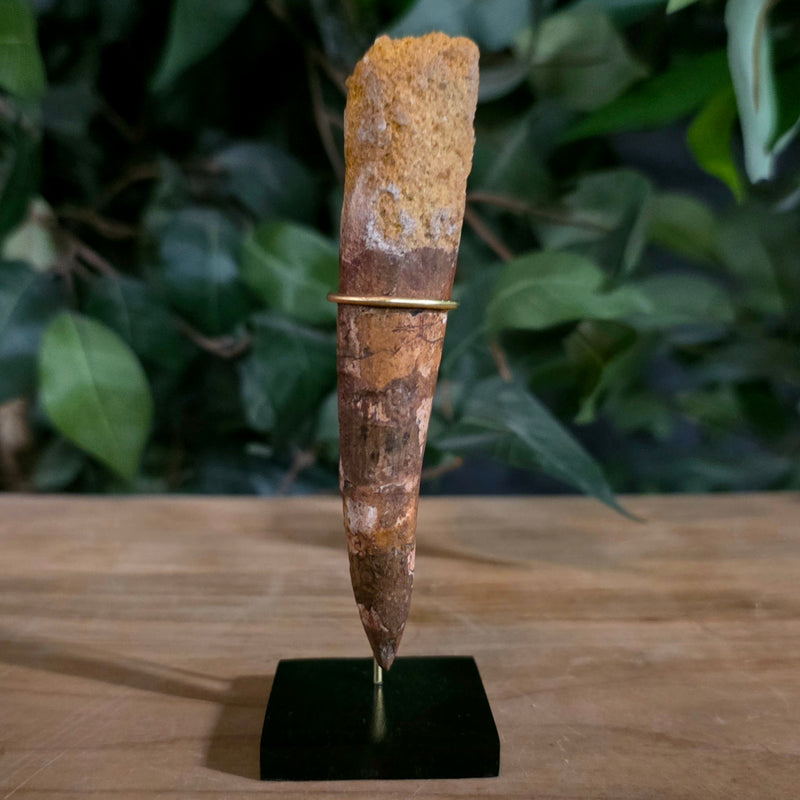 Spinosaurus Dinosaur Tooth XXL, L (4")