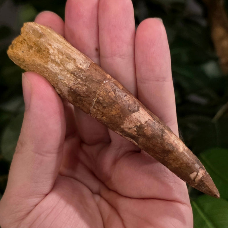 Spinosaurus Dinosaur Tooth XXL, L (4")