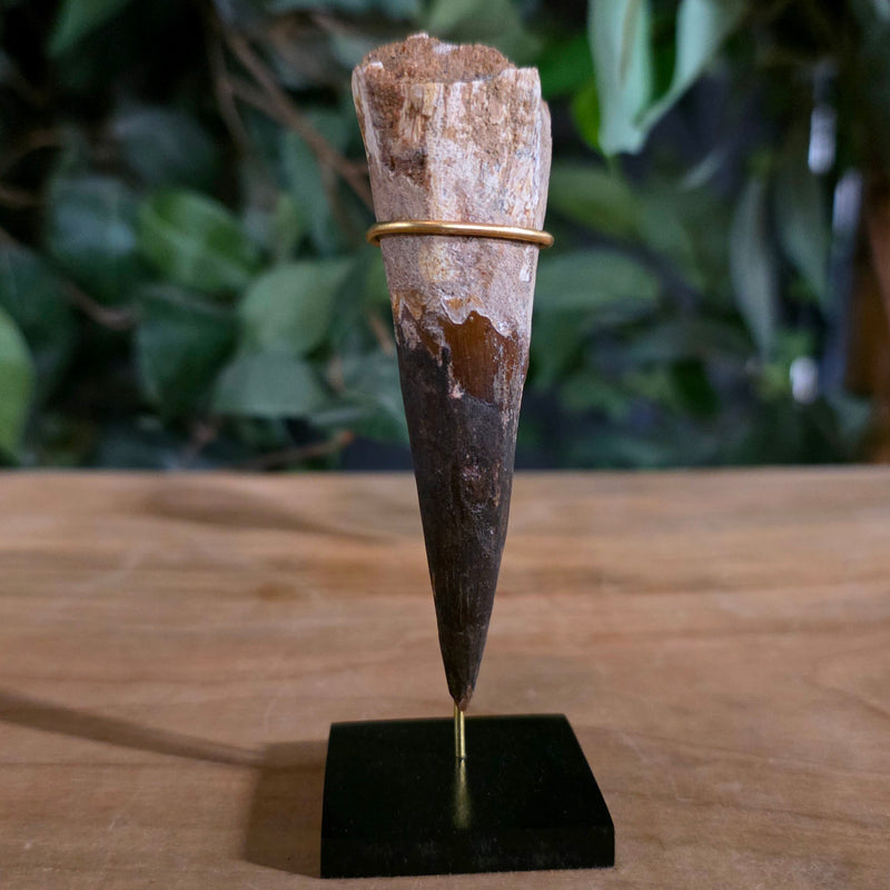 Spinosaurus Dinosaur Tooth XL, M (3.5")