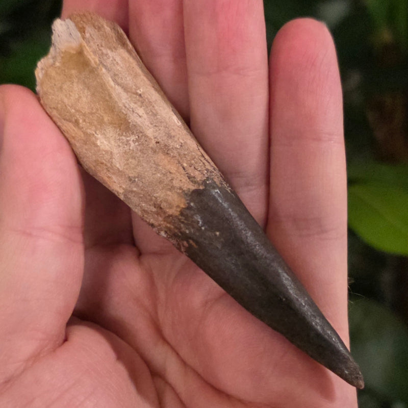 Spinosaurus Dinosaur Tooth XL, M (3.5")