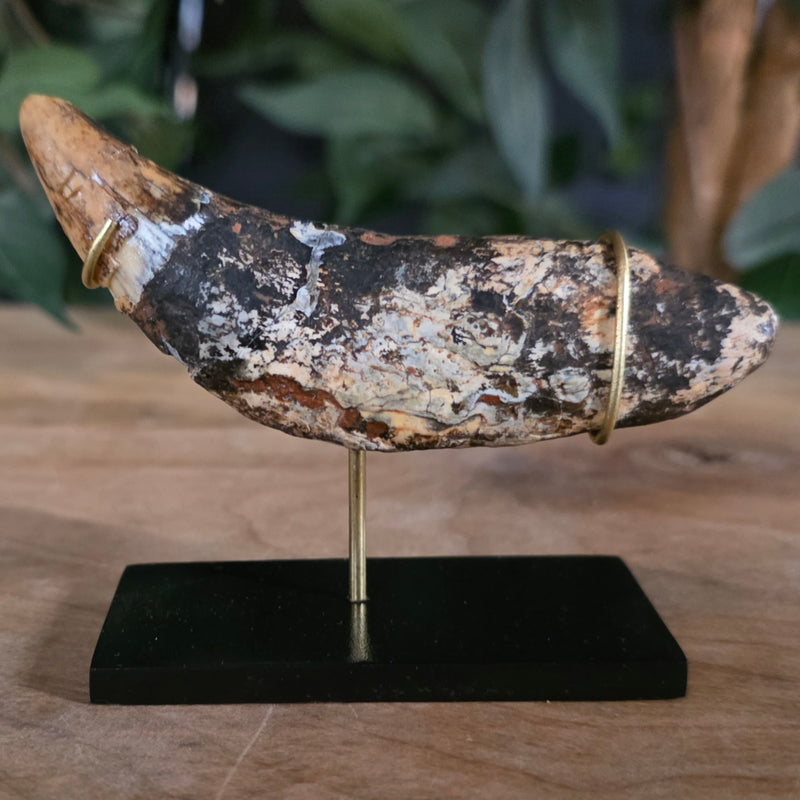 Cavebear Canine Tooth (On Stand) A