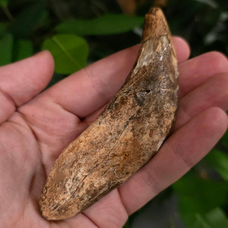 Cavebear Canine Tooth (On Stand) A