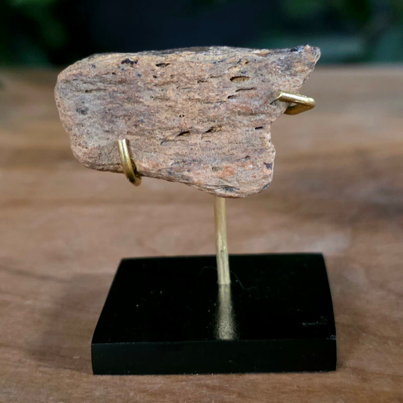 Tyrannosaurus Rex Bone Fragment A