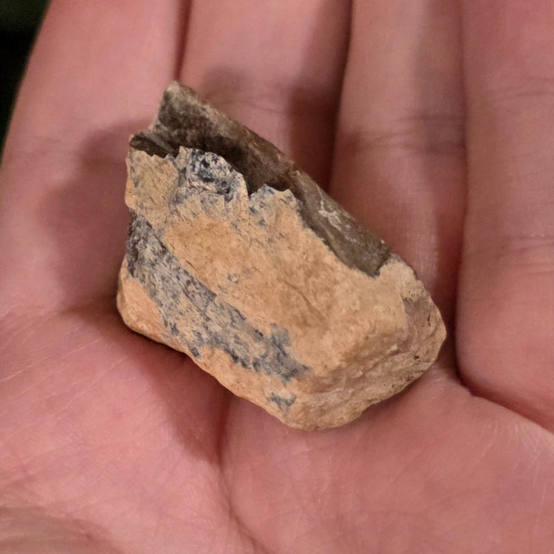 Tyrannosaurus Rex Bone Fragment A