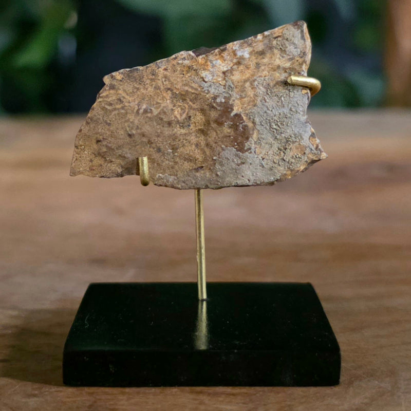 Tyrannosaurus Rex Bone Fragment B