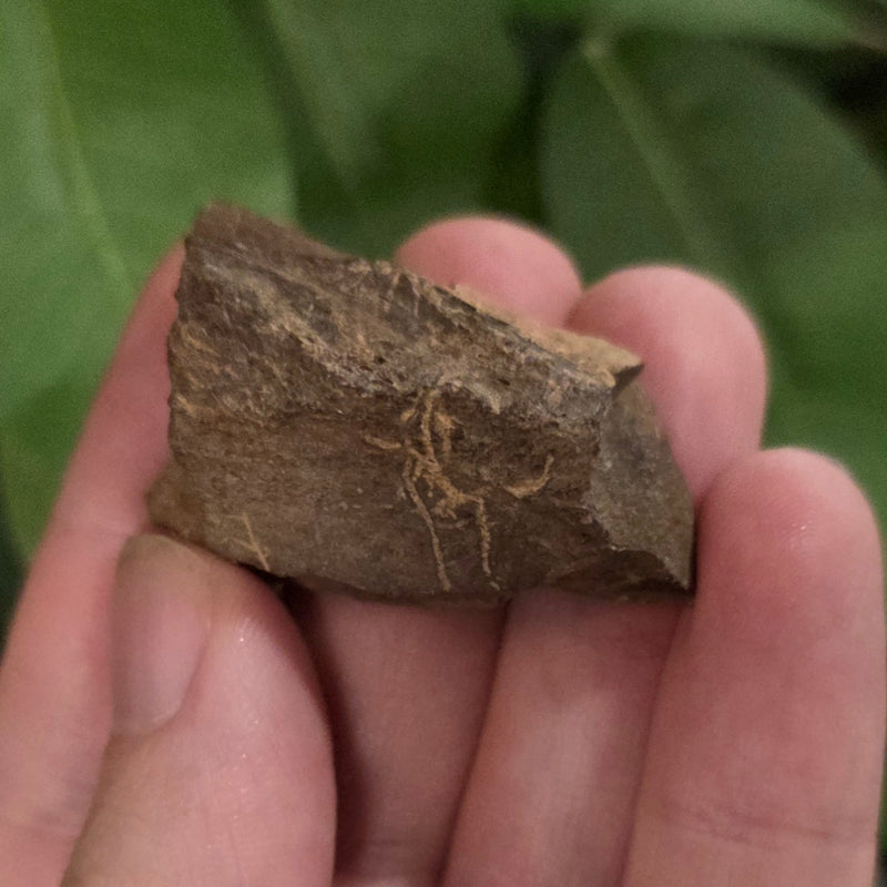 Tyrannosaurus Rex Bone Fragment B