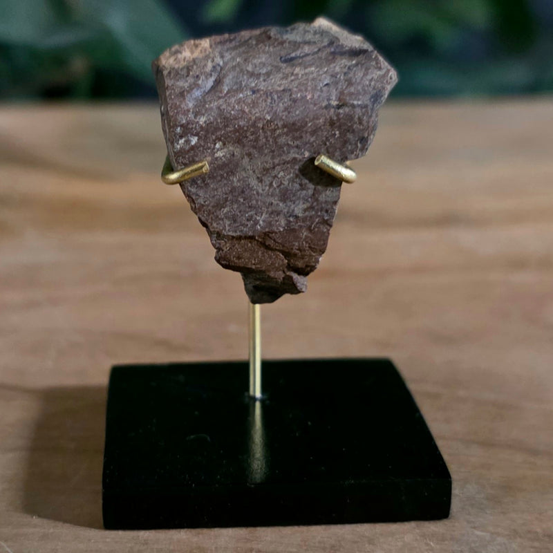 Tyrannosaurus Rex Bone Fragment C