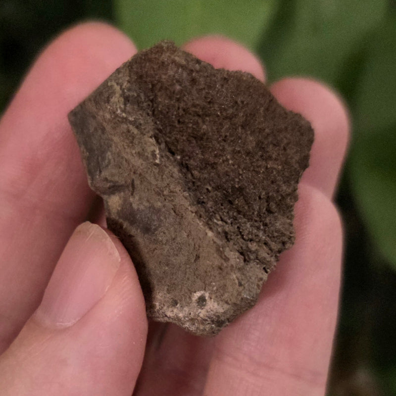 Tyrannosaurus Rex Bone Fragment C