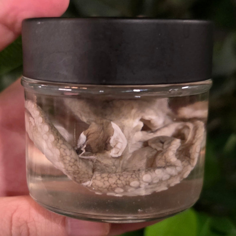 Octopus Wet Specimen