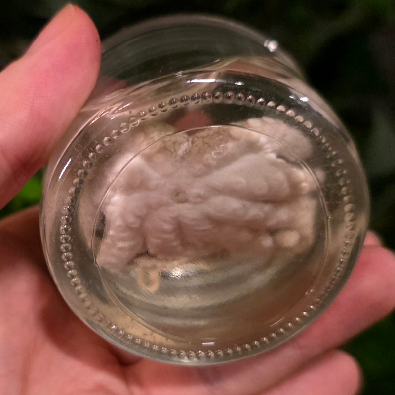 Octopus Wet Specimen