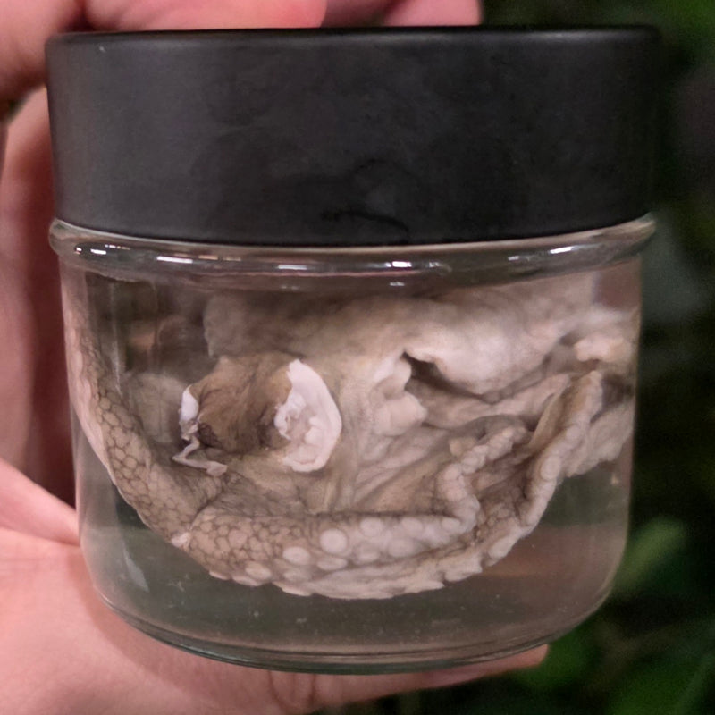 Octopus Wet Specimen