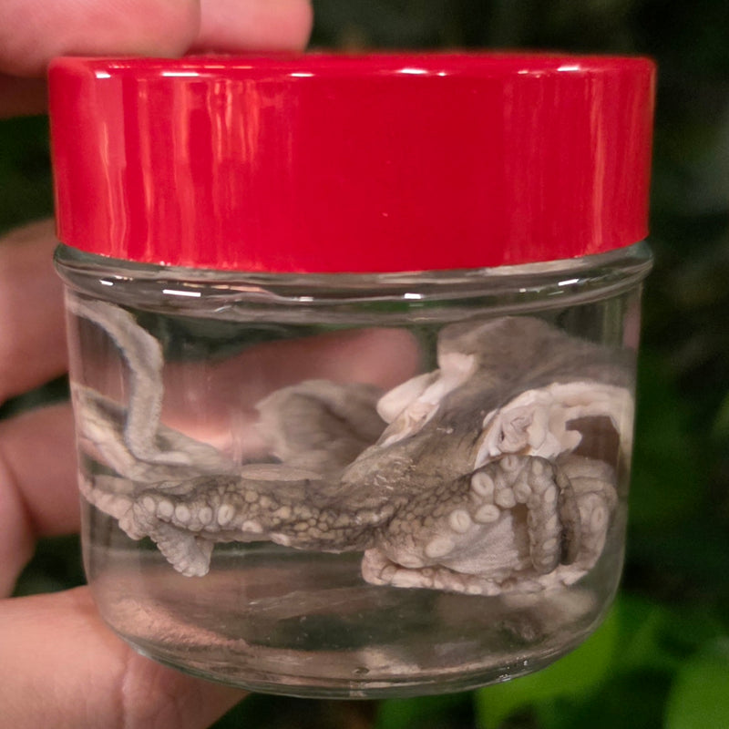 Octopus Wet Specimen