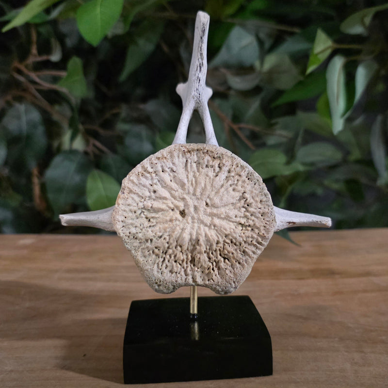 Beluga Whale Vertebrae, E (Ontario Only)
