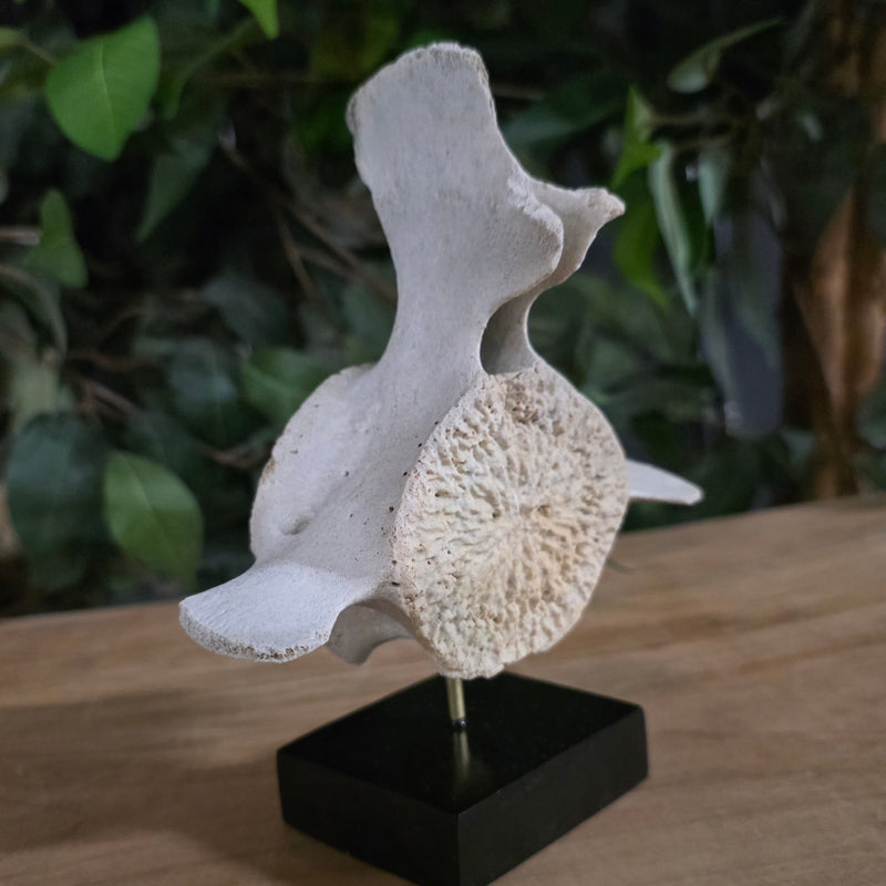 Beluga Whale Vertebrae, E (Ontario Only)