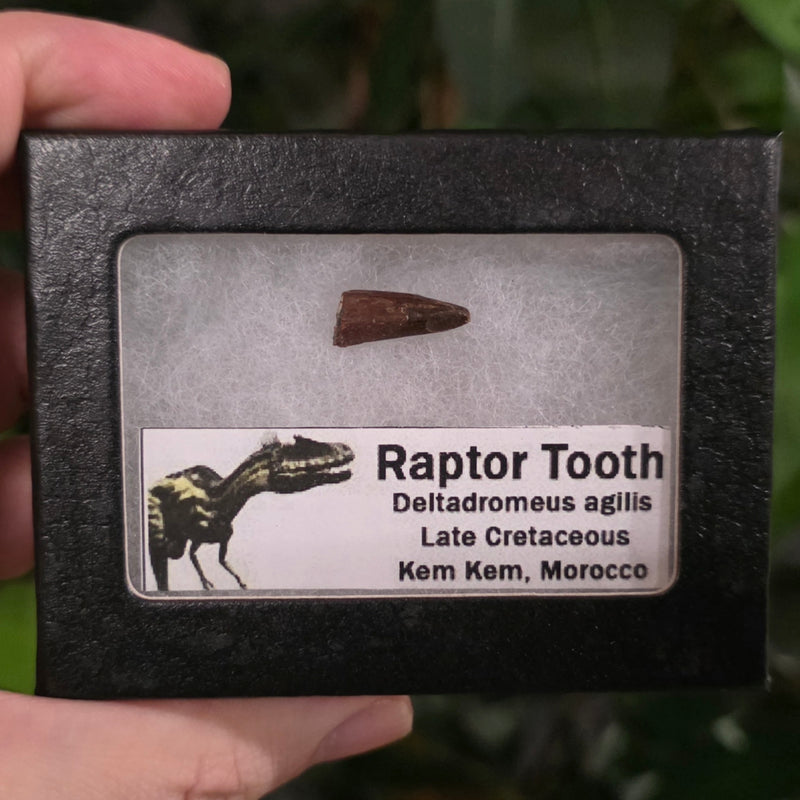 Raptor Dinosaur Tooth F (Morocco)
