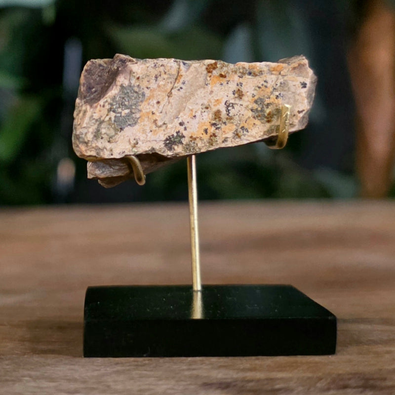 Tyrannosaurus Rex Bone Fragment D