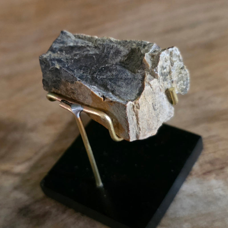 Tyrannosaurus Rex Bone Fragment D