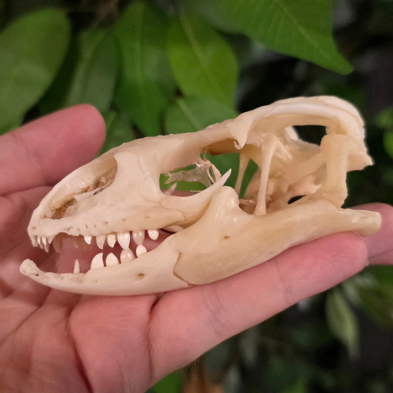 Savannah Monitor Skull (Ex-Museum)