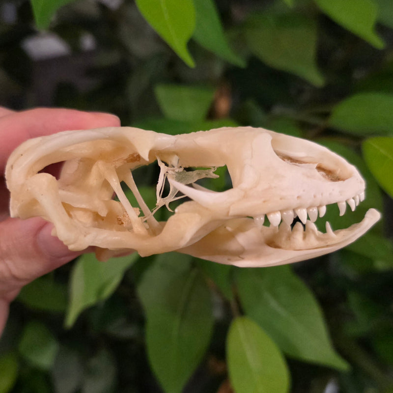 Savannah Monitor Skull (Ex-Museum)