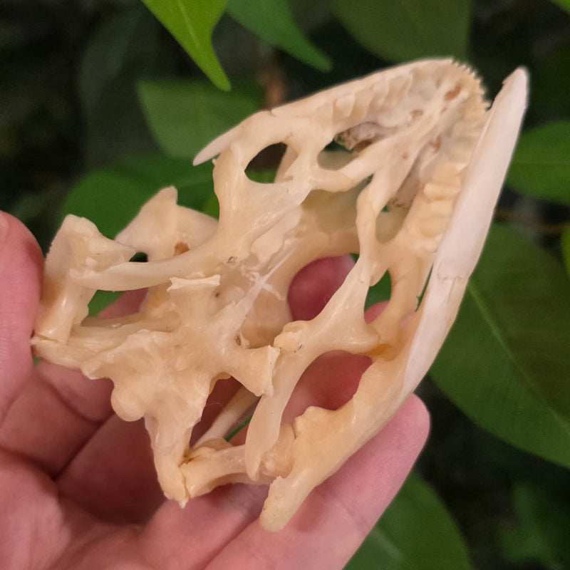 Savannah Monitor Skull (Ex-Museum)