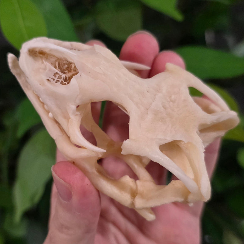 Savannah Monitor Skull (Ex-Museum)