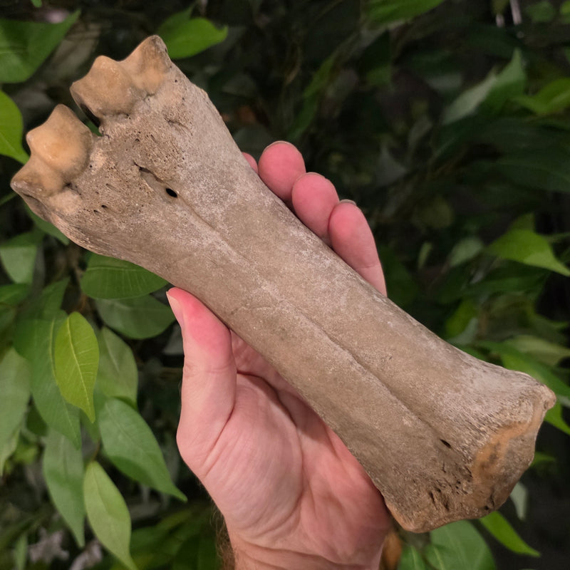 Bison Fossil Leg Bone H