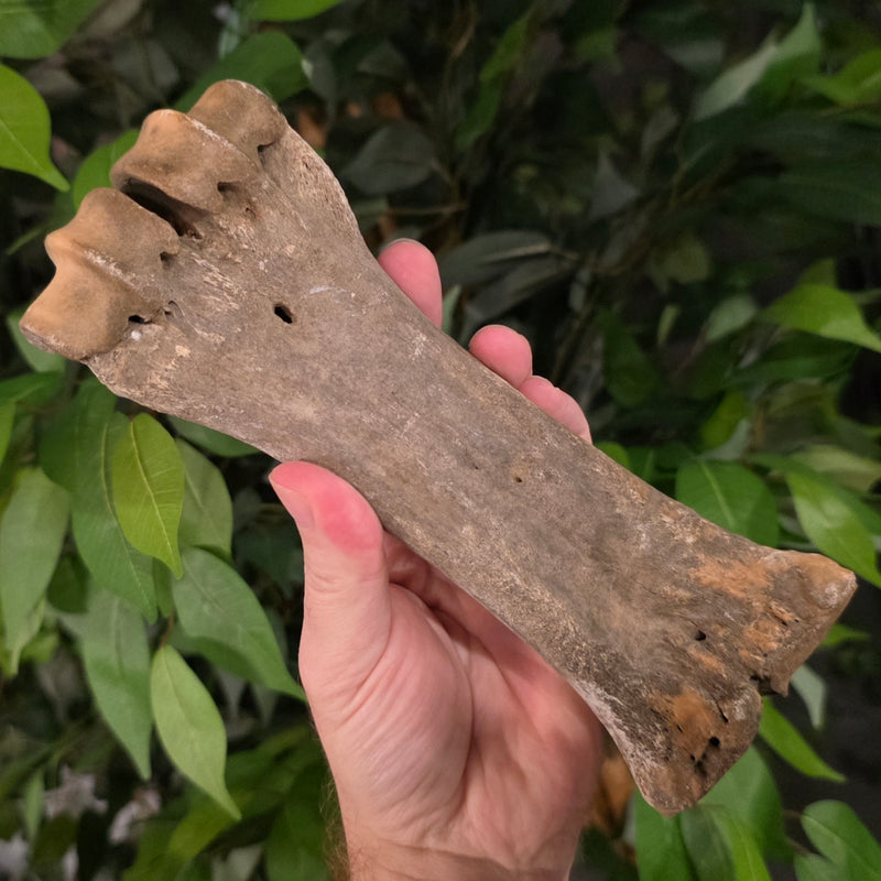 Bison Fossil Leg Bone H
