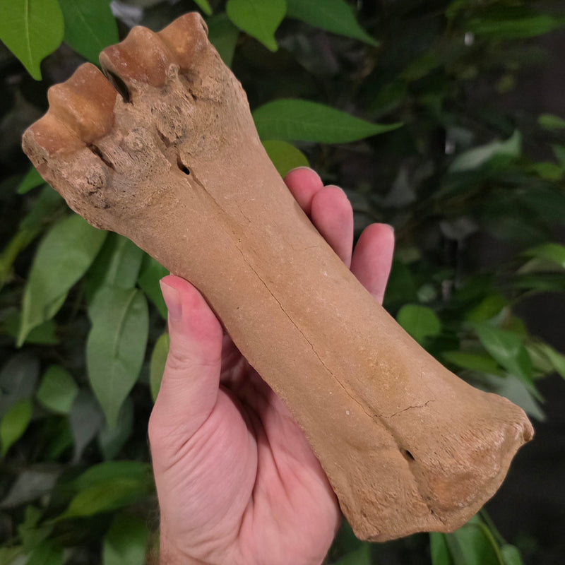 Bison Fossil Leg Bone i