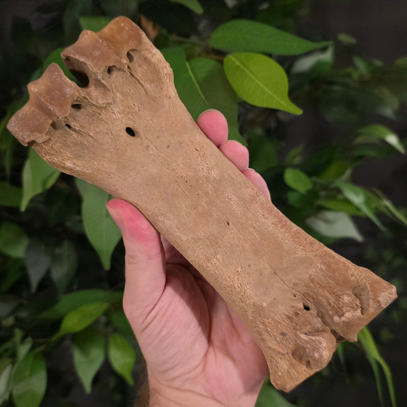 Bison Fossil Leg Bone i