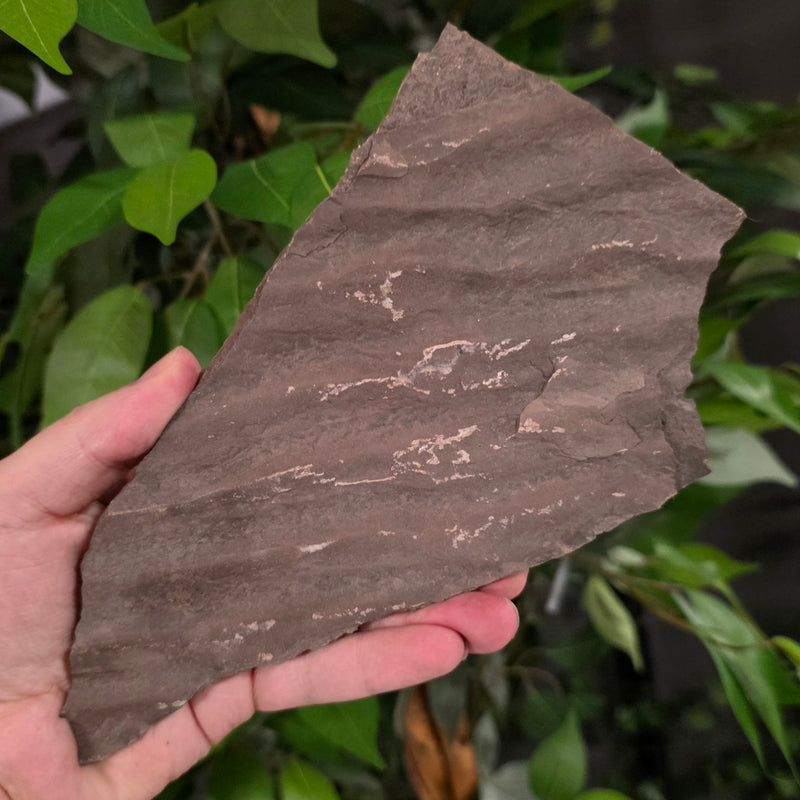 Fossilized Seabed D (Preserved Waves)