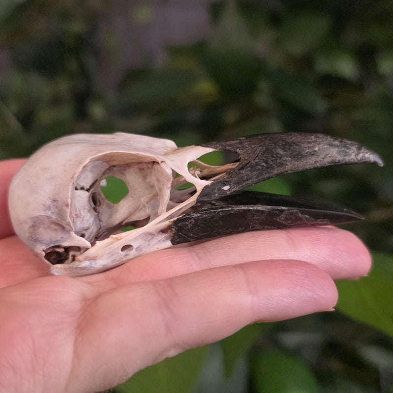 Carrion Crow Skulls