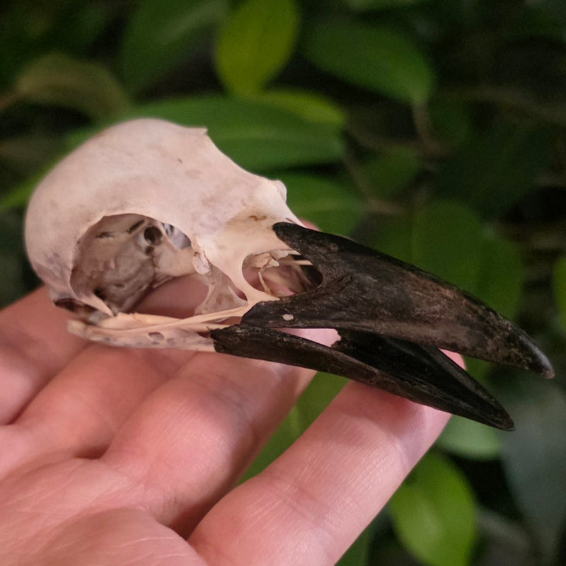 Carrion Crow Skulls