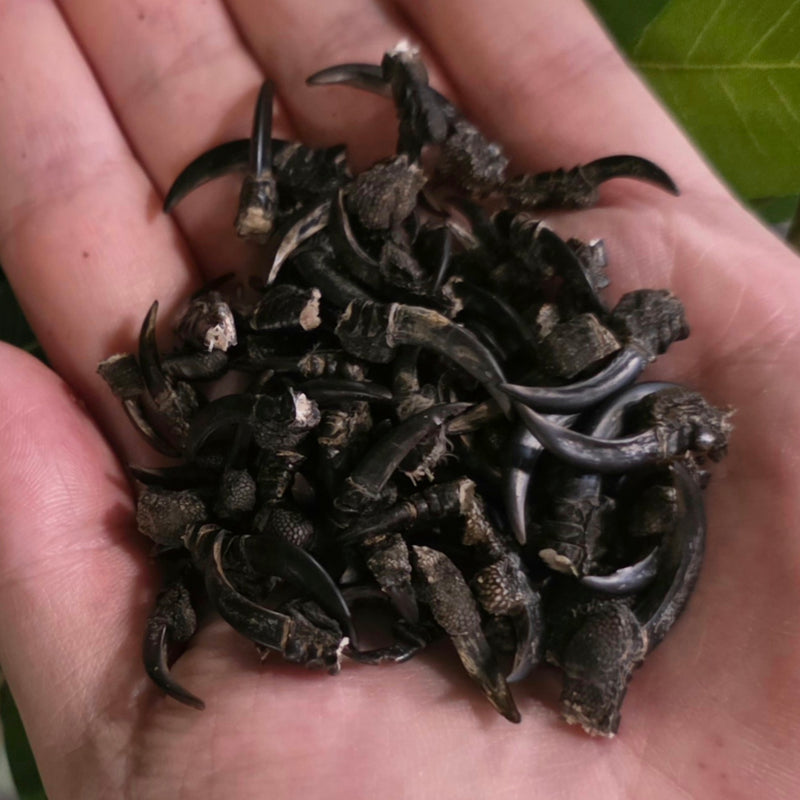 Carrion Crow Claw