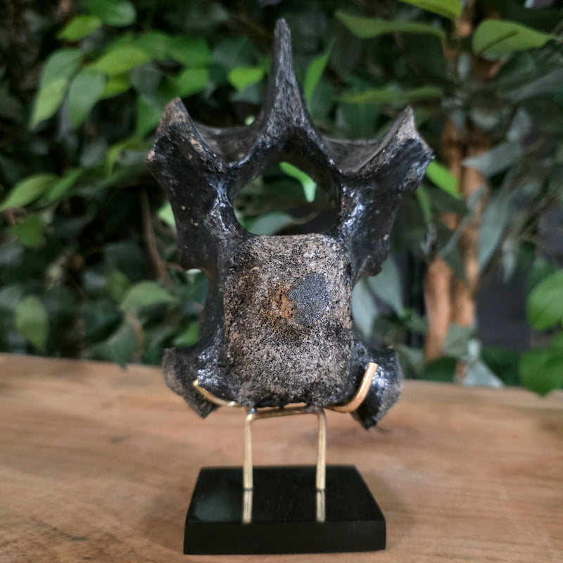 Woolly Rhino Vertebrae E