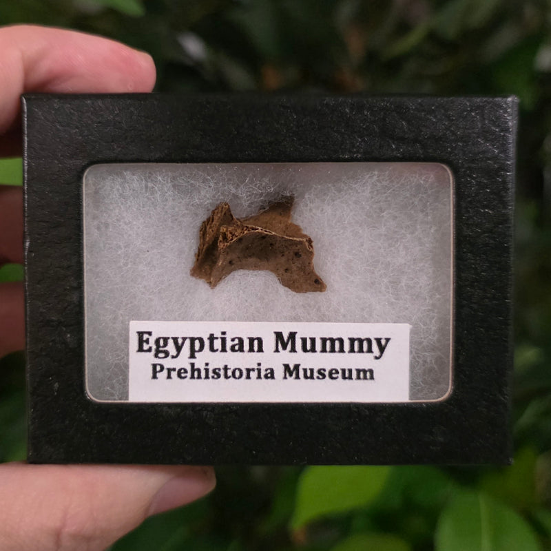 Ancient Egyptian Mummy Skull Segment P