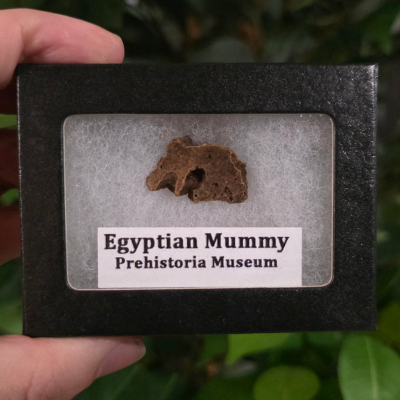 Ancient Egyptian Mummy Skull Segment Q