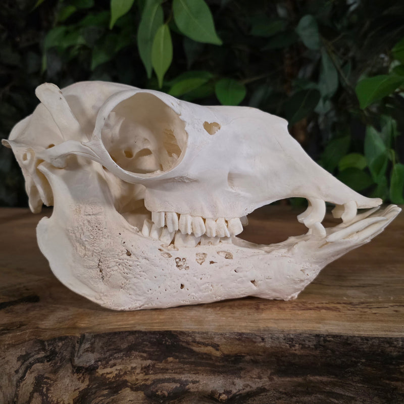 Alpaca Skull, Bone Cancer (Ex-Museum) | SkullStore Inc.