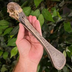 SkullStore // Buy Real Exotic Bird Parts Online | SkullStore Inc.