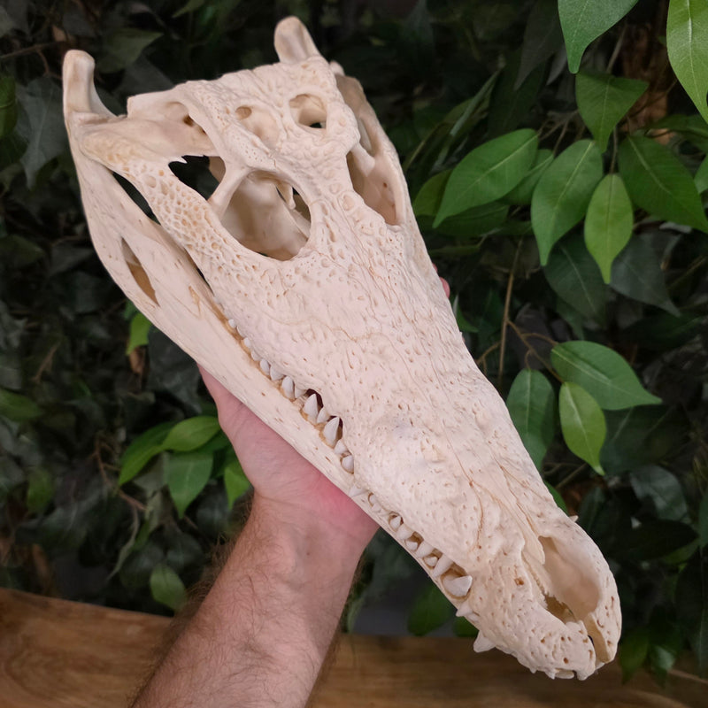 Nile Crocodile Skull, 14.5