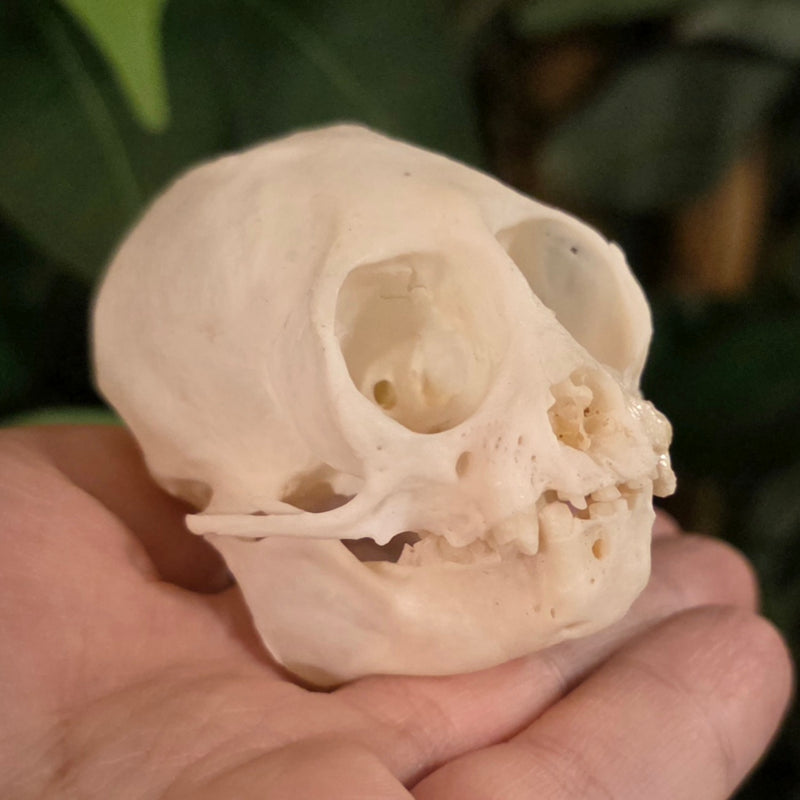 Squirrel Monkey Skull (Ex-Museum) | SkullStore Inc.