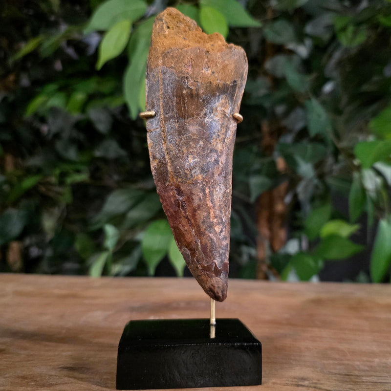 Carcharodontosaurus Dinosaur Tooth XXL, 5.6" (Ex-Museum)