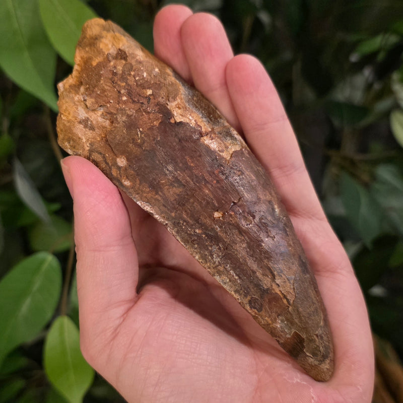 Carcharodontosaurus Dinosaur Tooth XXL, 5.6" (Ex-Museum)