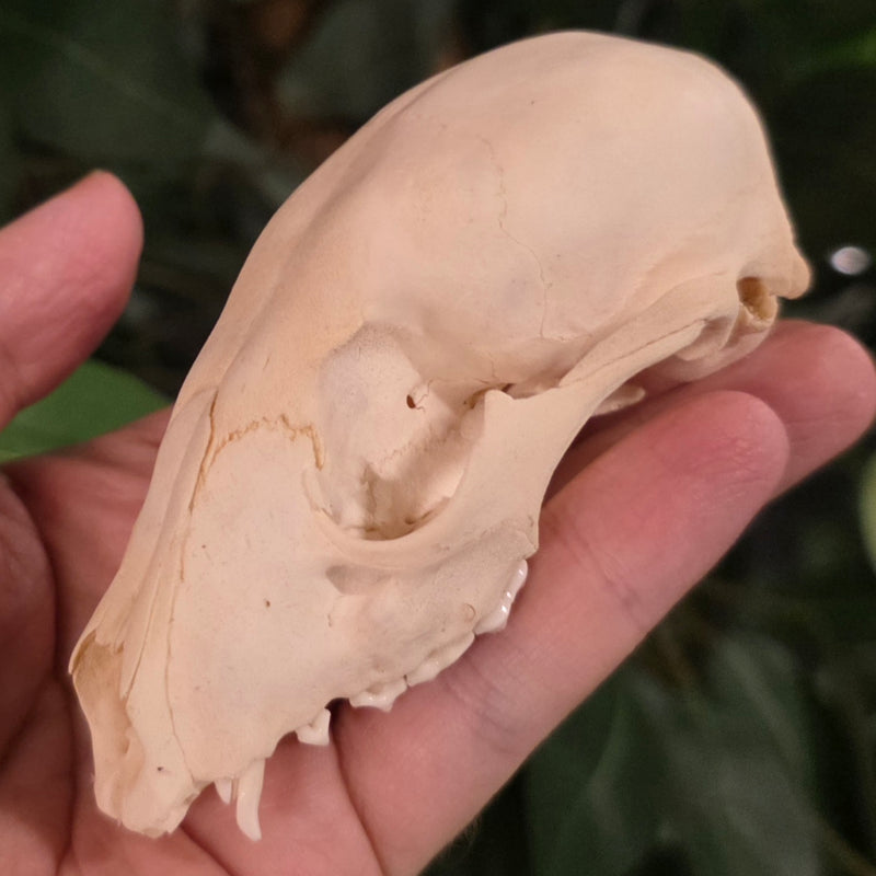 Raccoon Skull E (B Grade)