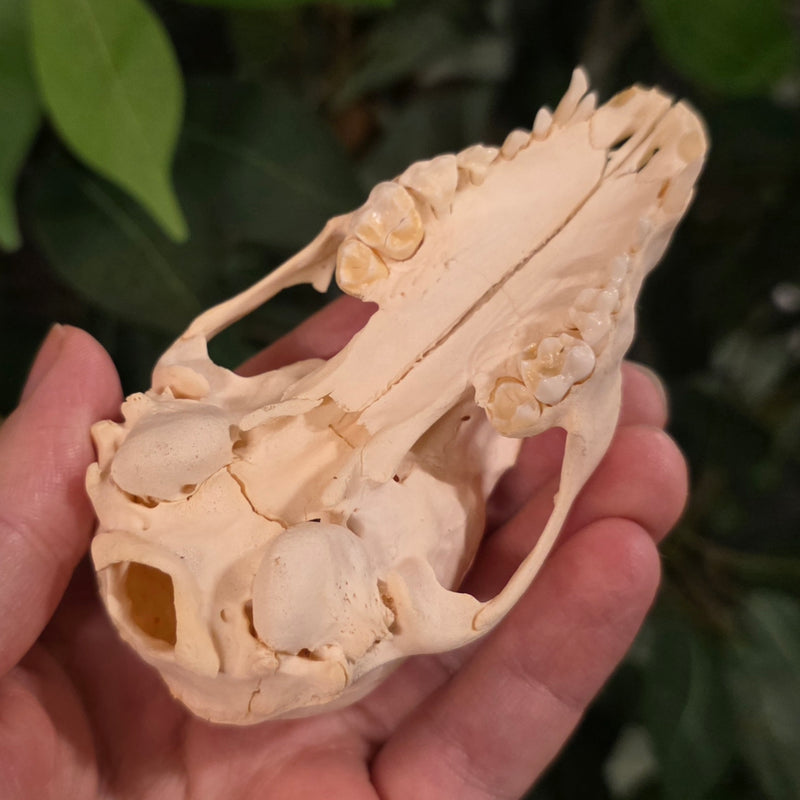 Raccoon Skull E (B Grade)