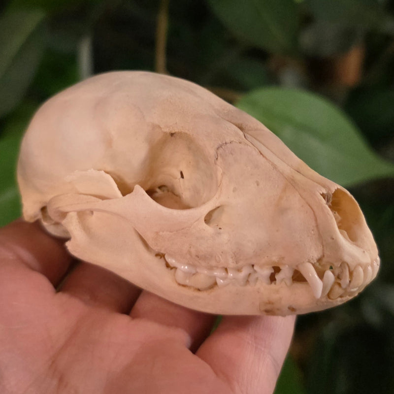 Raccoon Skull F (Juvenile)