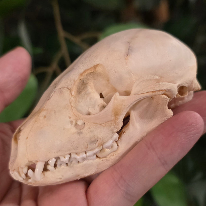 Raccoon Skull F (Juvenile)